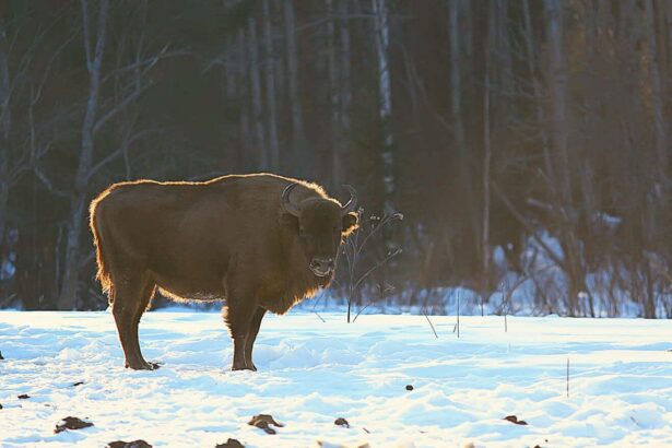 Nationalpark Białowieża – Białowieski Park Narodowy - Polen besuchen
