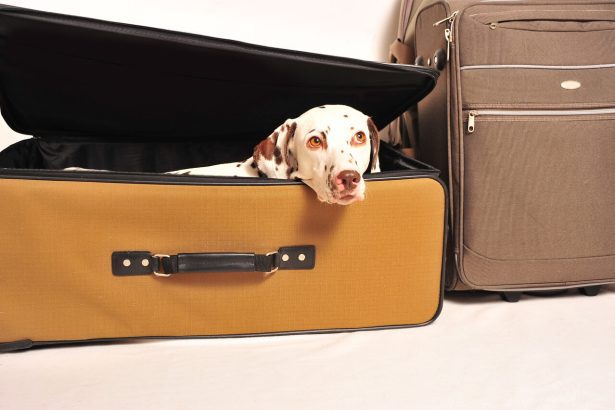 urlaub in polen mit hund